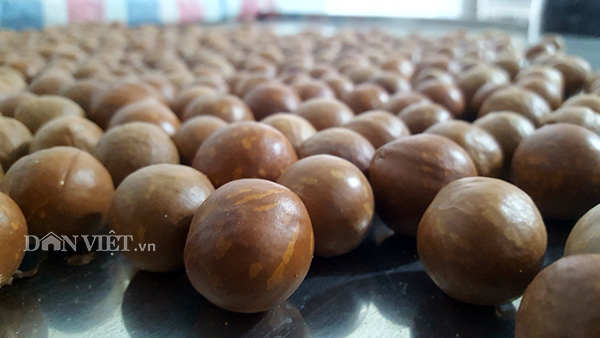 Làm giàu khác người: Chuyện về “ông trùm&#34; cây &#34;tỷ đô” ở xứ Lạng - 8