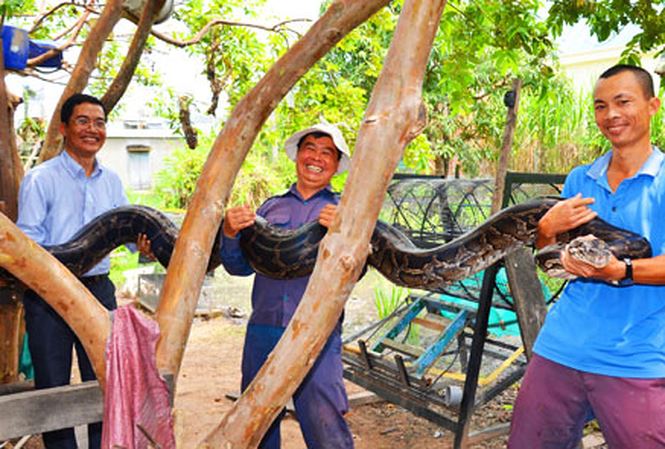 Nuôi trăn khổng lồ ở Gia Lai - 1