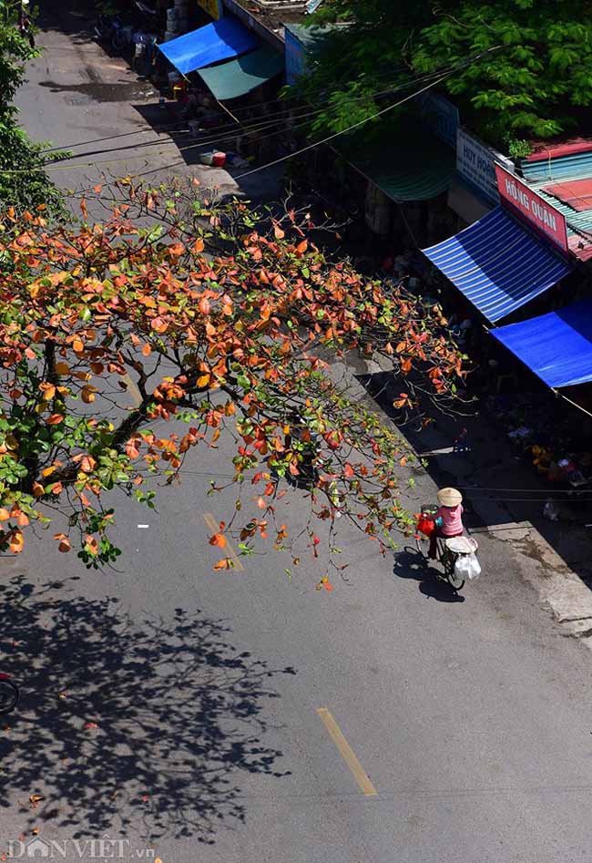 Đẹp nao lòng sắc màu thu Hà Nội - 5