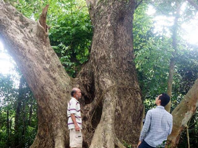 Tin tức trong ngày - Chuyện ít biết về "cụ sưa 7 đời" khủng nhất Việt Nam