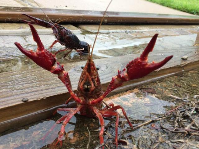 Phi thường - kỳ quặc - Mỹ: Tôm hùm đất xâm chiếm sân nhà sau siêu bão