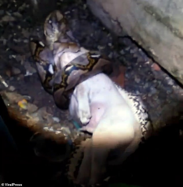 Thái Lan: Hãi hùng cảnh trăn dài 4 mét nuốt chửng chó nhà - 1