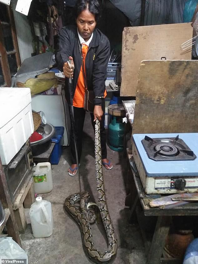 Thái Lan: Hãi hùng cảnh trăn dài 4 mét nuốt chửng chó nhà - 2