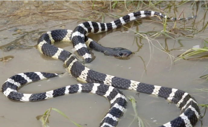 TQ: Mua rắn cạp nia về cho cắn để tự tử và "kết quả" ngoài dự tính - 1