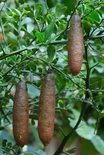 Chanh ngón tay có hương vị lạ giá 3,5 triệu đồng/kg từng suýt bị tuyệt chủng - 1