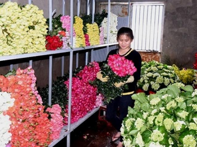 Thị trường - Tiêu dùng - Trước lễ 20-10, hoa Đà Lạt tăng giá mạnh