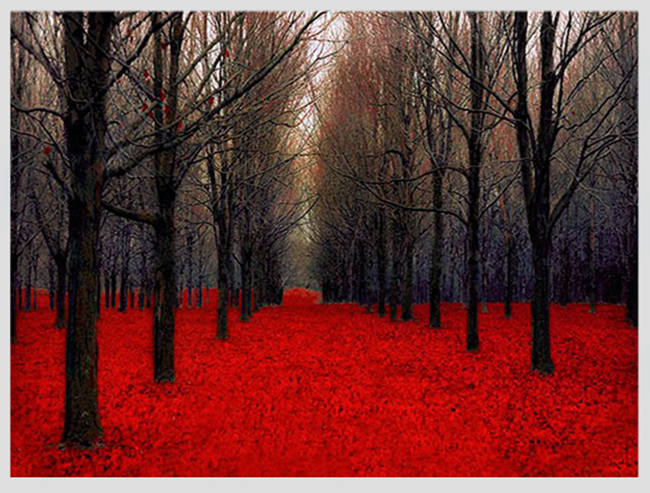 Mùa thu ở khu rừng Maple Canada. Đi bộ giữa thảm đỏ này sẽ là một giấc mơ tuyệt đẹp.