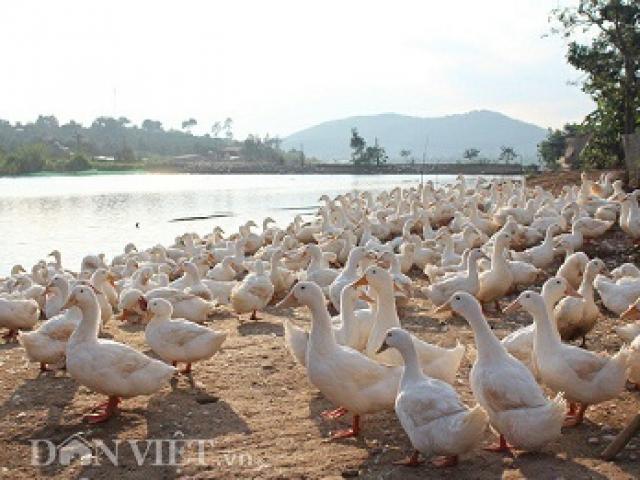 Thị trường - Tiêu dùng - Nuôi 2.400 con cạc cạc dưới ao cá mà thu nhập khá từng ngày