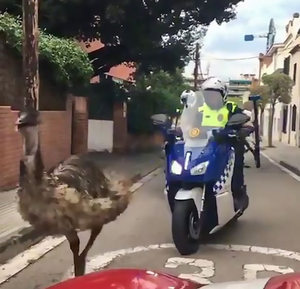 Video: Cảnh sát lái xe máy, ô tô truy đuổi đà điểu đến chết - 1