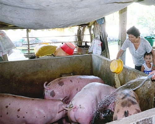 Giá heo hơi hôm nay 14/10: Thị trường rất khan lợn hơi, doanh nghiệp đừng &#34;tham bát bỏ mâm&#34; - 1