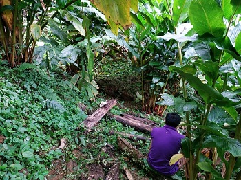 Loài cây quý ra quả đỏ, thơm dưới gốc, mỗi vụ thu cả trăm tấn - 3