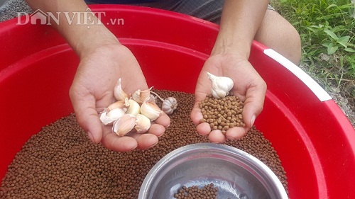 Ninh Bình: 8X mỗi năm kiếm gần nửa tỷ đồng nhờ nuôi ếch ộp - 4