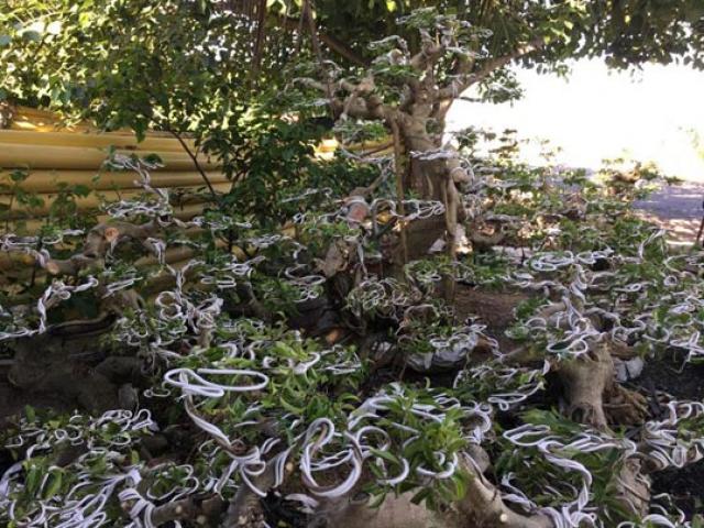 Thị trường - Tiêu dùng - LẠ MÀ HAY: Cho dây nhôm "bò" trên cây sanh, lãi trên 1 tỷ đồng/năm