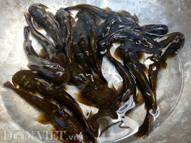 Thị trường - Tiêu dùng - Vào sâu khe núi thẳm săn cá hiếm, đặc sản rừng ăn 1 lại muốn ăn 2