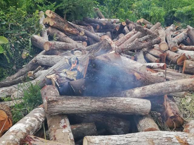 Pháp luật - Cán bộ kiểm lâm tại Đắk Lắk bị tưới xăng đốt khi đang làm nhiệm vụ