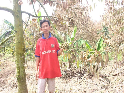 Khóc ròng vì sầu riêng đặc sản chết khô hàng loạt - 3