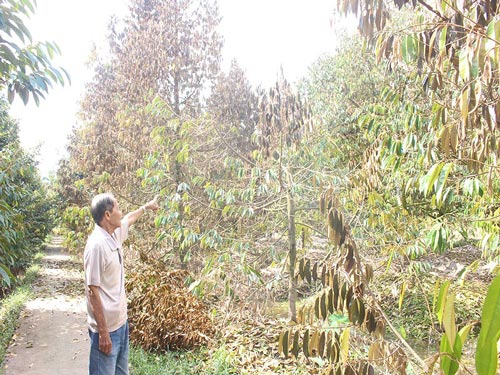 Khóc ròng vì sầu riêng đặc sản chết khô hàng loạt - 5