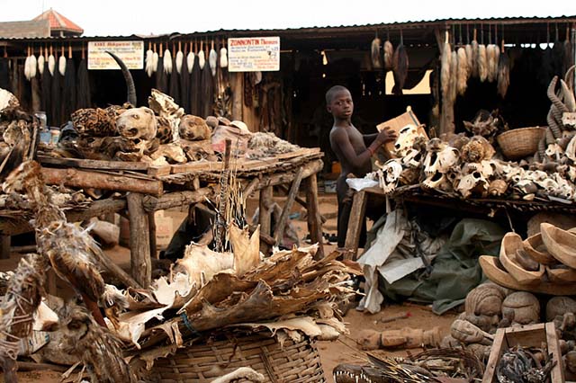 Cận cảnh chợ bùa ngải toàn đầu lâu, xương sọ ở châu Phi - 1