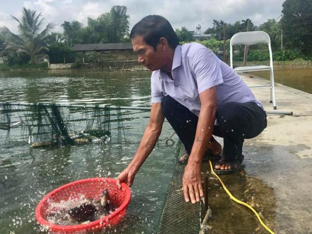U70 có ”biệt tài” ươm cá giống, bán cả sang Lào, thu tiền tỷ/năm