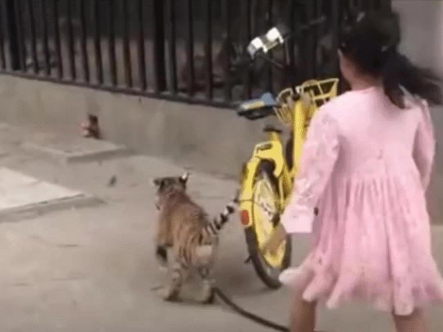 Bé gái 9 tuổi dắt hổ đi dạo trong công viên ở Trung Quốc