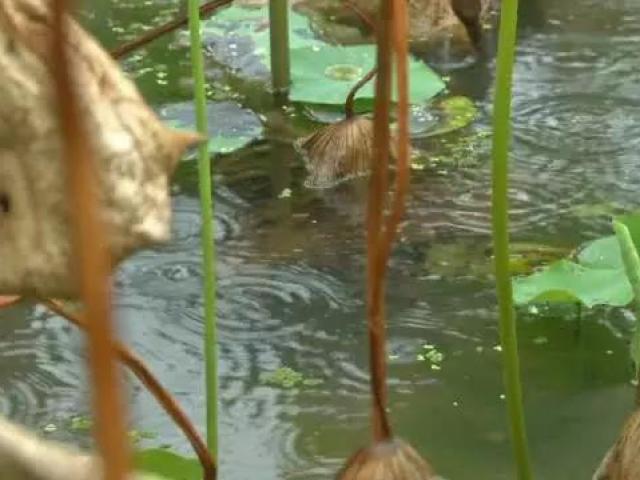 Thị trường - Tiêu dùng - Nuôi kết hợp 2 thứ "ở quê ai cũng biết", mỗi mẫu thu về hàng chục triệu