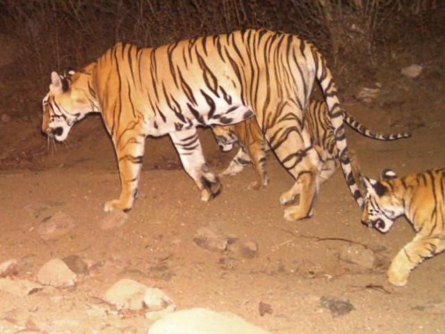 Hổ cái giết 13 người Ấn Độ ”đấu trí” lực lượng truy tìm hùng hậu