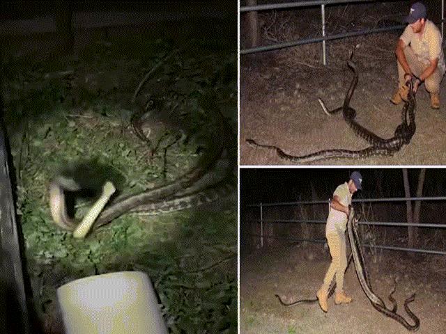 Phi thường - kỳ quặc - Hai con trăn đực đánh nhau quyết liệt, "mong" được trăn cái để mắt