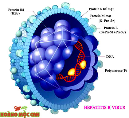 Bệnh viêm gan B là gì? Cách ngừa bệnh hiệu quả - 1