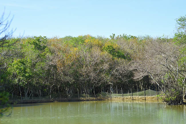 Vào những ngày cuối thu, Rú Chá tạo nên một khung cảnh thanh bình, nhẹ nhàng trong lòng du khách.&nbsp;Ảnh: N.DO
