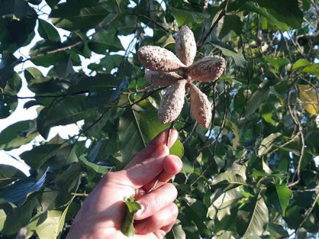 Thị trường - Tiêu dùng - Vườn trồng "cột chống trời" dổi đổi được nhiều vàng nhất xứ Mường