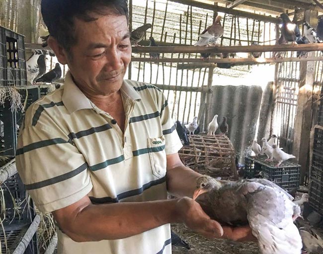 Nuôi chim đẻ sòn sòn, bán chim non làm món ăn, thu 10 triệu/tháng - 1