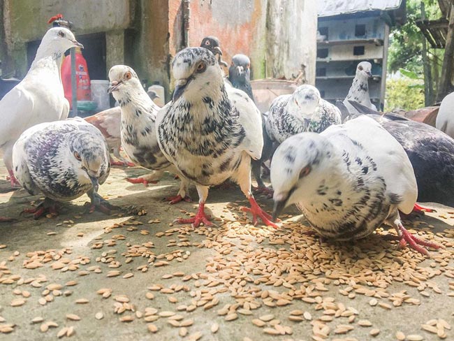 Nuôi chim đẻ sòn sòn, bán chim non làm món ăn, thu 10 triệu/tháng - 2