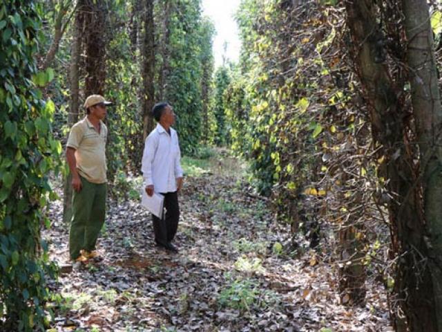 Thị trường - Tiêu dùng - "Vận đen" của hồ tiêu: Chết trơ trụi, nông dân nợ chồng chất