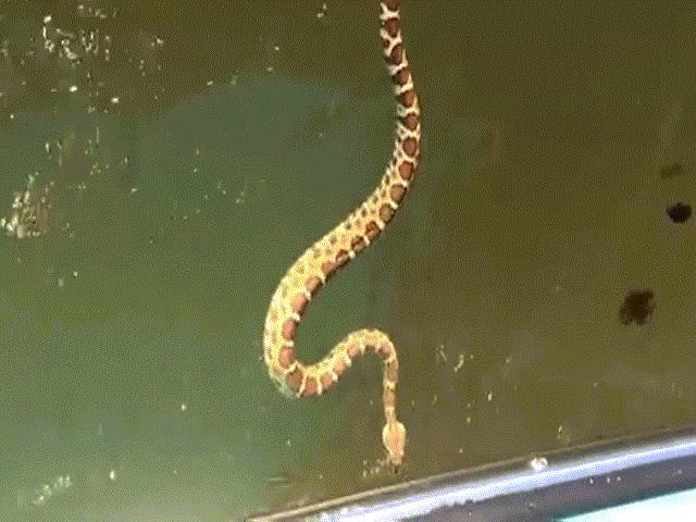 Tá hoả phát hiện rắn đuôi chuông cực độc ”đột kích” thuyền du lịch