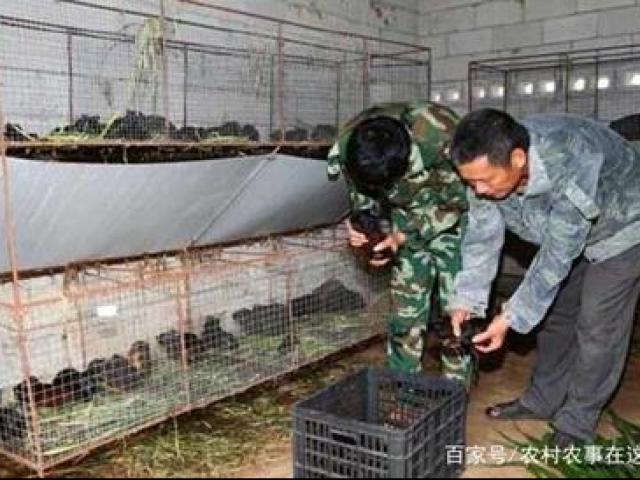 Thị trường - Tiêu dùng - Nuôi con "nhung nhúc, đen thùi lùi", mỗi năm đút túi tiền tỷ