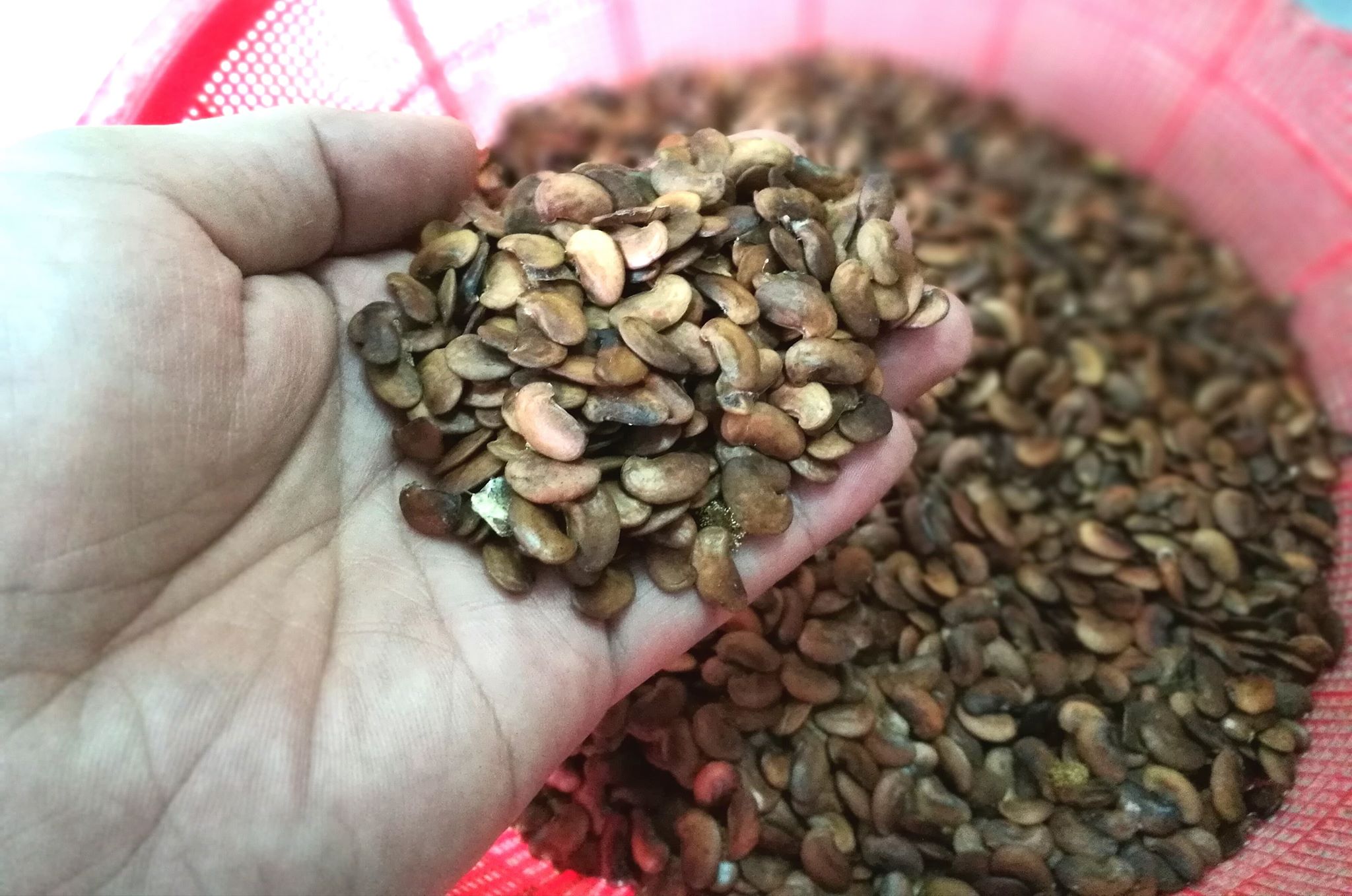 &#34;Thủ phủ&#34; sưa đỏ miền Bắc đổi thay chóng mặt sau cơn &#34;bão sưa&#34; - 3