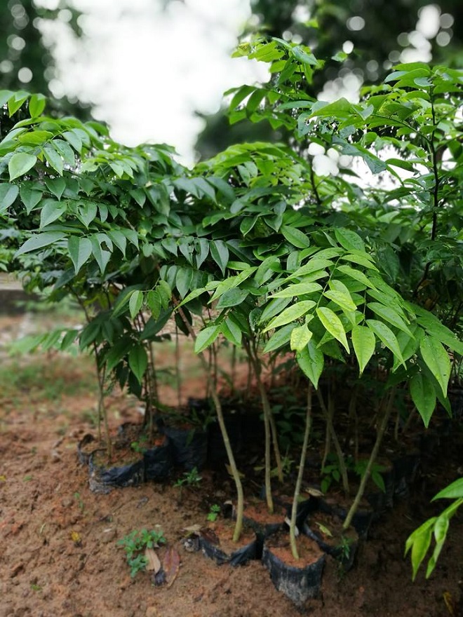 &#34;Thủ phủ&#34; sưa đỏ miền Bắc đổi thay chóng mặt sau cơn &#34;bão sưa&#34; - 5
