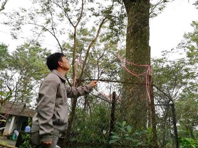 Tin tức trong ngày - Người giữ cây sưa tổ giá bạc tỷ ở "thủ phủ" sưa đỏ miền Bắc