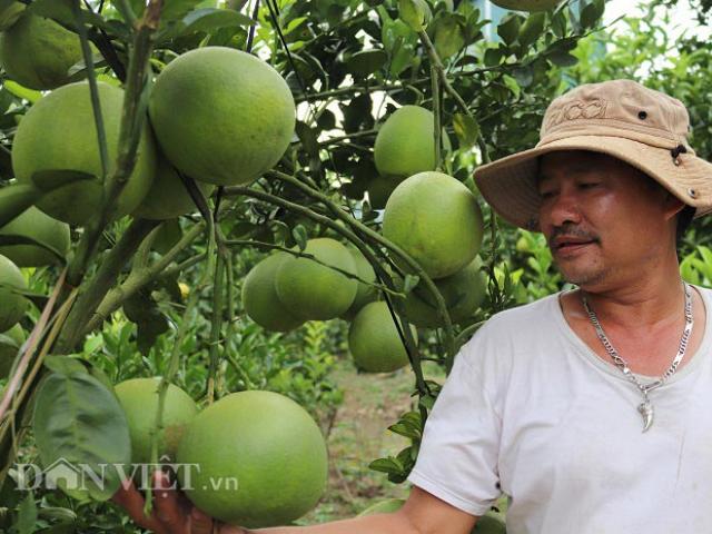 Thị trường - Tiêu dùng - Trồng "lung tung" cây có múi ở đất lạ, trái đã ngọt lại có thêm tiền