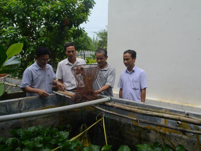 Thị trường - Tiêu dùng - "Dẹp" ếch ộp, dọn bể nuôi lươn, sau 9 tháng thu 8 tạ, lời 50 triệu