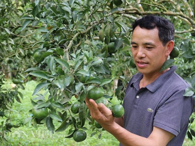 Thị trường - Tiêu dùng - Ăn nên làm ra nhờ giống quýt lạ "cha truyền con nối"