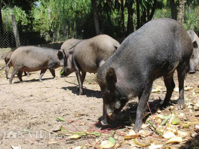 Thị trường - Tiêu dùng - Nuôi con có sọc kêu eng éc như thú cưng lời trên 100 triệu đồng/năm