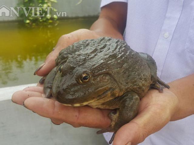 Thị trường - Tiêu dùng - Làm giàu ở nông thôn: Kiếm bộn tiền từ giống ếch Thái "khổng lồ"