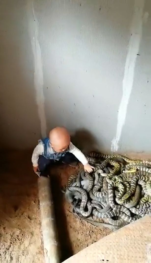 Video: Bé trai chưa biết nói nghịch đàn rắn như đồ chơi ở Trung Quốc - 1