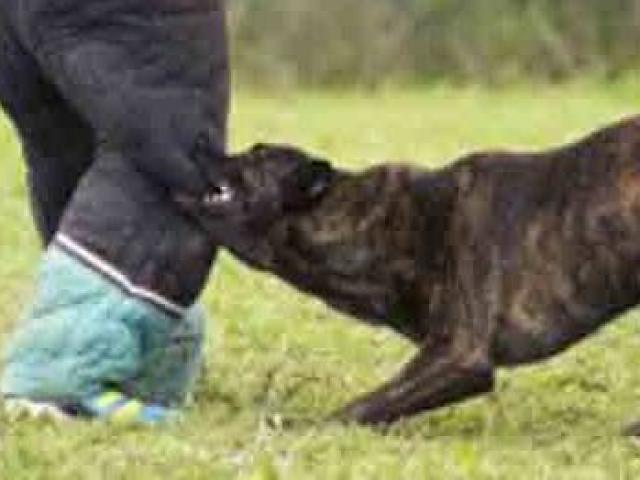 Pháp luật - Giở trò đồi bại với bé gái, "yêu râu xanh" nhận kết đau đớn vì chó cắn