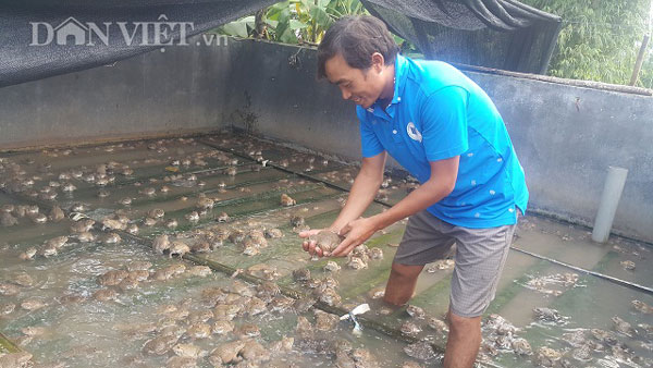 Làm giàu ở nông thôn: Kiếm bộn tiền từ giống ếch Thái "khổng lồ" - 1