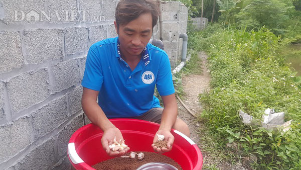 Làm giàu ở nông thôn: Kiếm bộn tiền từ giống ếch Thái "khổng lồ" - 2