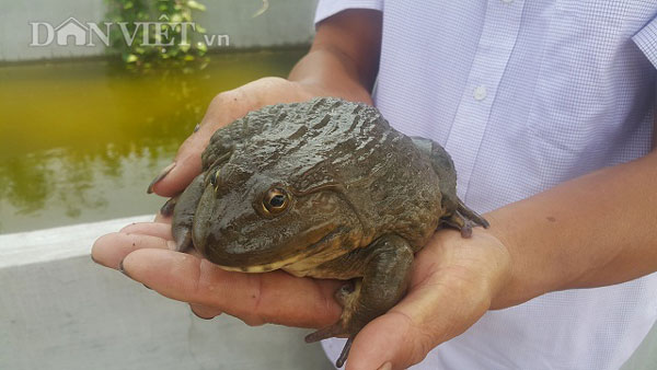 Làm giàu ở nông thôn: Kiếm bộn tiền từ giống ếch Thái "khổng lồ" - 4