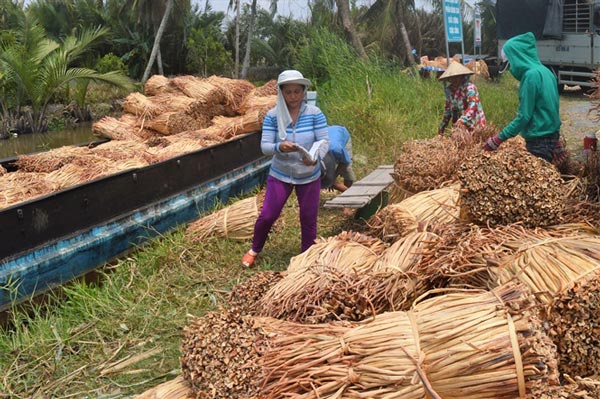 Từ chỗ vứt đi, nay cọng lục bình khô đắt đỏ, bán 1kg lãi 7.000 đồng - 1