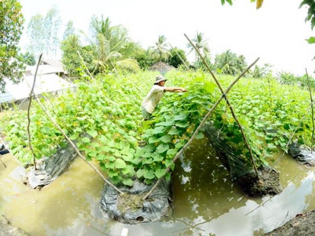 Thị trường - Tiêu dùng - Kiên Giang: Mùa nước nổi trồng dưa leo, mướp hương "hốt bạc"